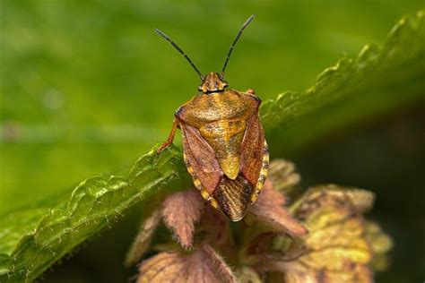 Más de 300 imágenes gratis de Chinches y Insecto